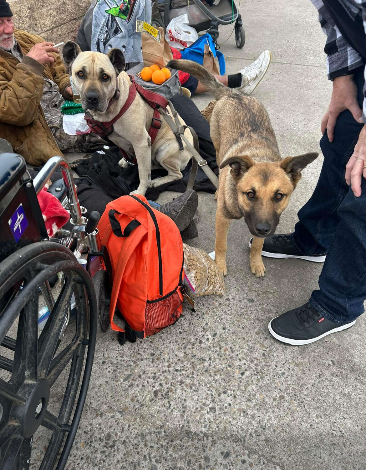 Dogs on the sidewalk next to an orange backpack